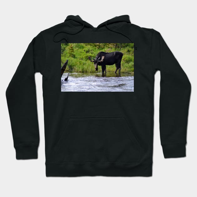 Moose at the Colorado River Hoodie by Leslie Pino Durant